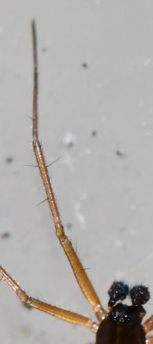 Tenuiphantes sp.